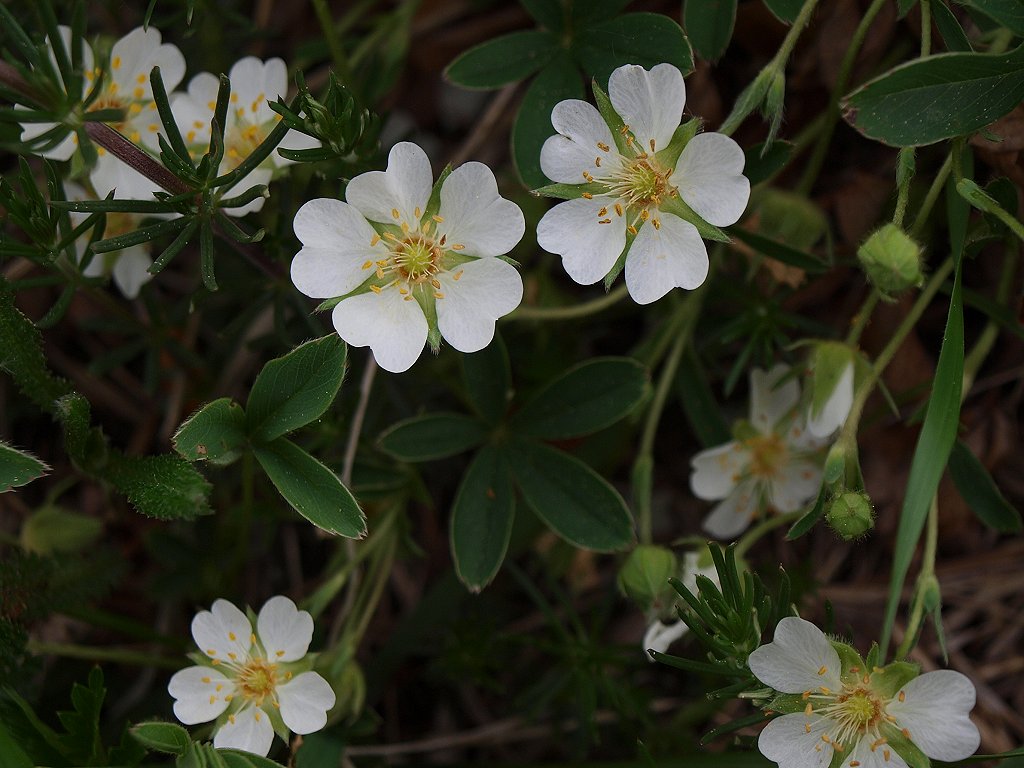 Potentilla alba e Primula veris subsp. suaveolens